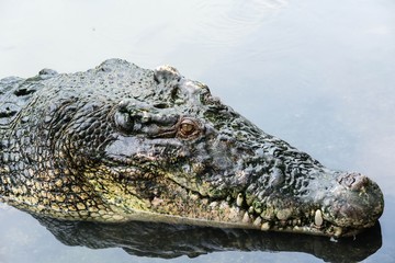Large adult salt water crocodile in calm water close up