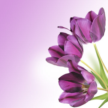Fototapeta tulipany