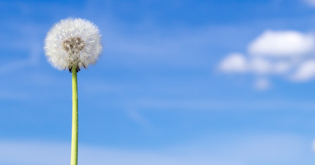 Pusteblume vor blauem Himmel