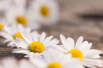 Aufgereihte Gänseblümchen auf Holzuntergrund