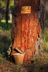Pine resin collecting