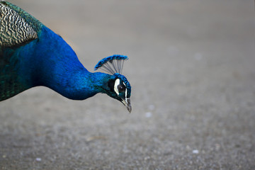 Pfau im Park blickt nach unten