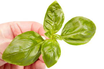 Obraz premium Basil leaves isolated on white