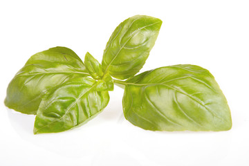 Basil leaves isolated on white