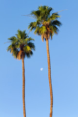 Palm Trees and Moon
