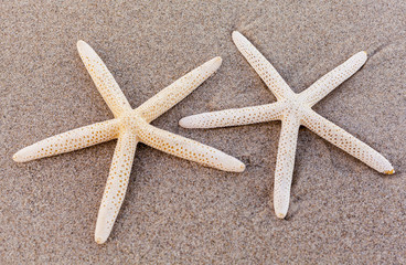 Beautiful starfish on the beach