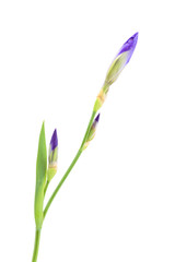Iris bud isolated on a white background