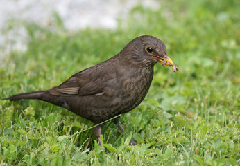 Blackbird - female Turdus merula with worm