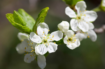 Fototapeta na wymiar Blossoming plum tree