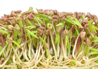 Healthy mung bean sprouts, an Asian food ingredient