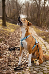 Hund fängt Goodie
