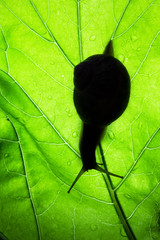 Snail on green leave silhouette