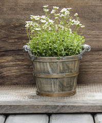 Stunning dianthus flower in a flower pot on wooden background. S