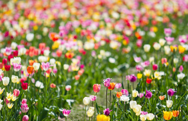 Obraz na płótnie Canvas tulips on field
