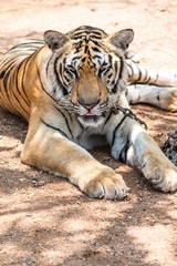 Captured asian bengal tiger in open space in metal chain