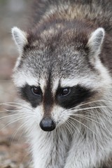 Raccoon (Procyon lotor)