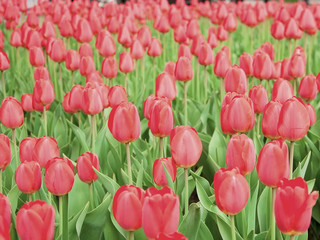 Blooming red tulips during the spring