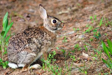 Wild eastern cottontail rabbit, Sylvilagus floridanus, in forest