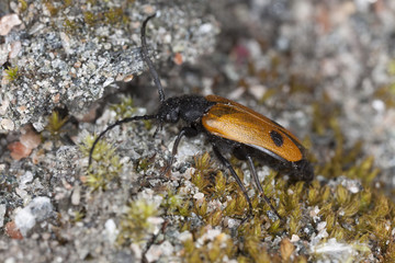 Apalus bimaculatus, this beetle needs mining bees to survive