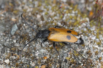Apalus bimaculatus, this beetle needs mining bees to survive