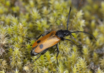 Apalus bimaculatus, this beetle needs mining bees to survive