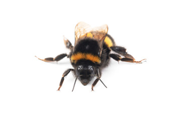 bumblebee isolated on the white background
