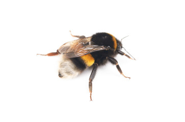bumblebee isolated on the white background