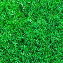 Green grass background texture.