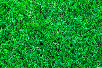 Green grass background texture.