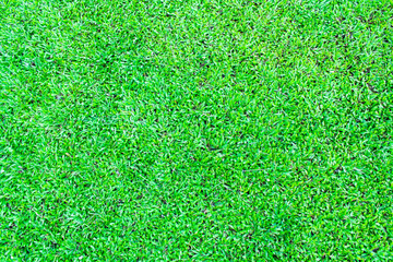Fototapeta premium Green grass background texture.