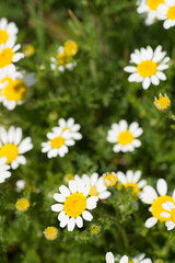 Fototapeta premium Daisies