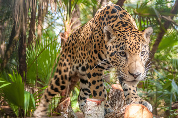 Jaguar