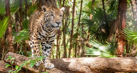 Walking Jaguar
