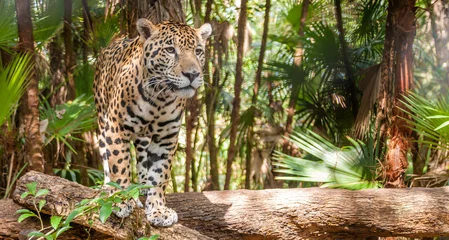 Foto op Plexiglas Walking Jaguar © milosk50