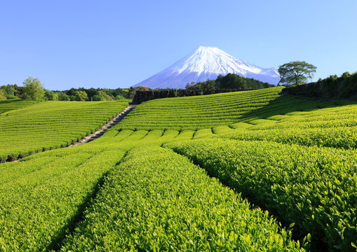 富士と茶畑