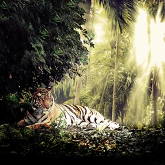 Photo sur Plexiglas Tigre tigre
