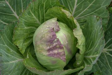 Fototapeta premium A head of cabbage in the garden
