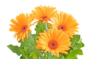Gerbera