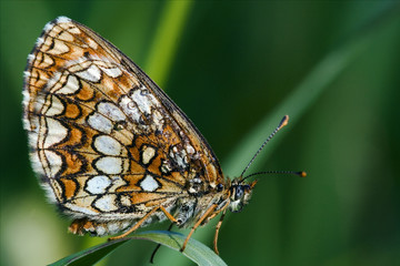wild orange  butterfly  on a green leaf