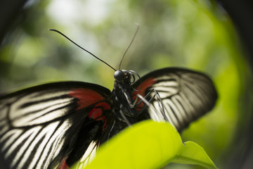 Papillon posé sur une feuille