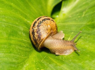 Snail moving slowly on a green leaf