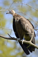 Brown vulture (Neophron monachus) perched on branch