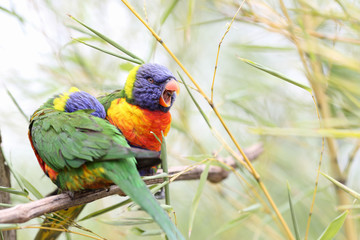 Rainbow lorikeet, trichoglossus haematodus
