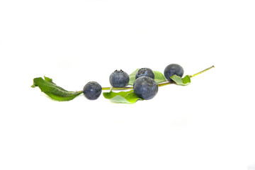 Heidelbeeren Isoliert