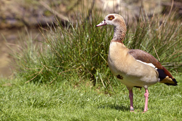 Closeup of Egyptian Goose (Alopochen aegyptiacus)