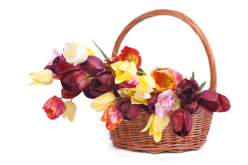 Fototapeta na wymiar Multi-colored tulips in a wicker basket isolated on white
