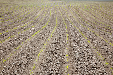 Fototapeta na wymiar field of maize in spring