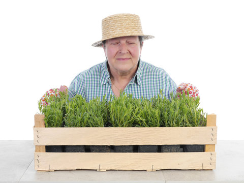 Senior gardener smelling aspic seedlings