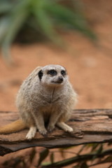 A meerkat keeping a watchful eye.