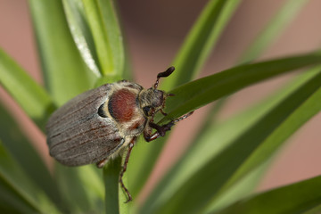 The may beetle.